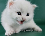 Кошки в Волхове: Сибирские клубные котята. Мальчик. Мальчик, Бесплатно - фото 1