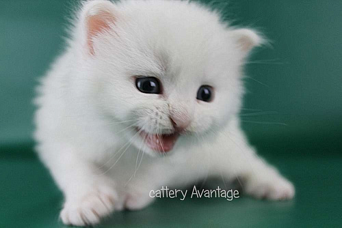 Объявление: Сибирские клубные котята. Мальчик., Бесплатно, Волхов