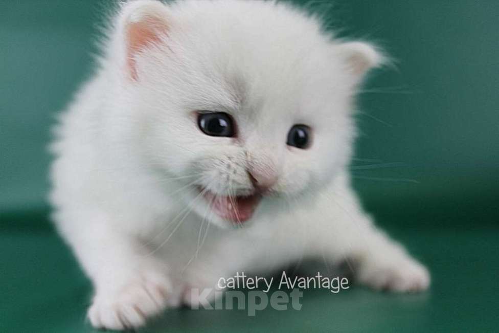 Кошки в Волхове: Сибирские клубные котята. Мальчик. Мальчик, Бесплатно - фото 1