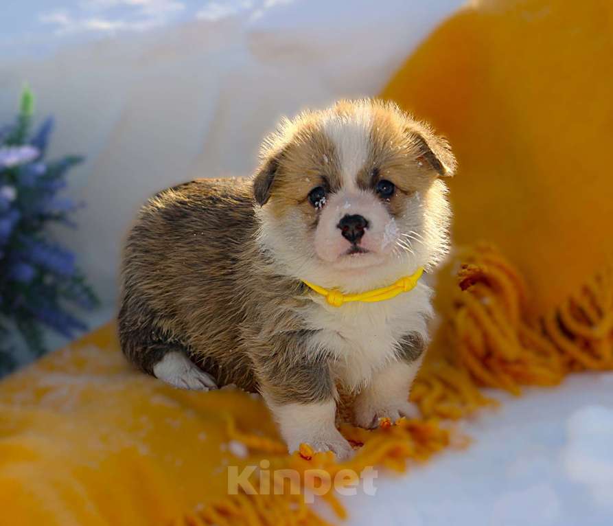 Собаки в других городах Московской области: Щенок кобель вельш корги пемброк Мальчик, 65 000 руб. - фото 3