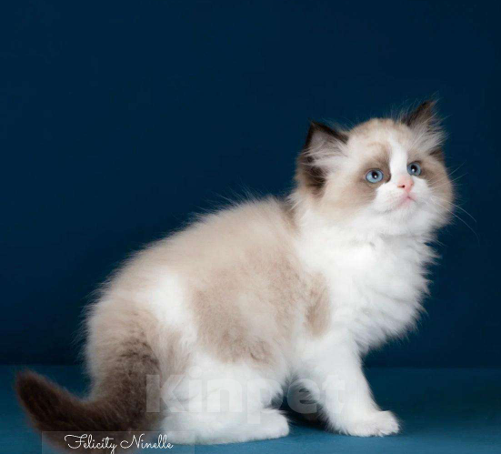 Кошки в Москве: Рэгдолл котята  Мальчик, 120 000 руб. - фото 3