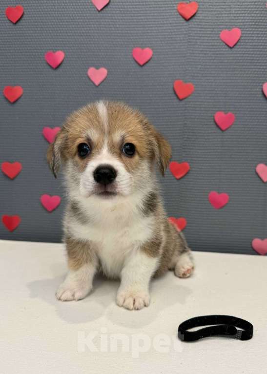 Собаки в Кургане: Щенок вельш корги пемброк, мальчик Мальчик, 50 000 руб. - фото 1