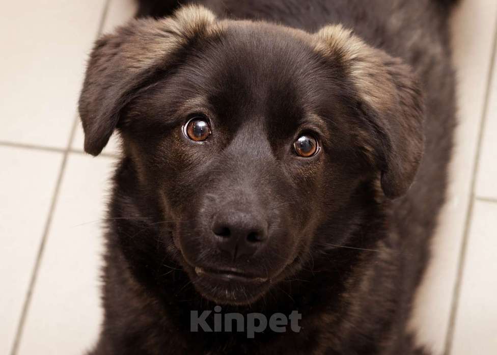 Собаки в Москве: Щенок очень ищет дом! Девочка, Бесплатно - фото 2