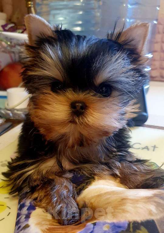 Собаки в Москве: Щенки йоркширского терьера Девочка, 70 000 руб. - фото 3