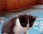 Кошки в Санкт-Петербурге: Котенок-девочка 1 месяц Девочка, 500 руб. - фото 4
