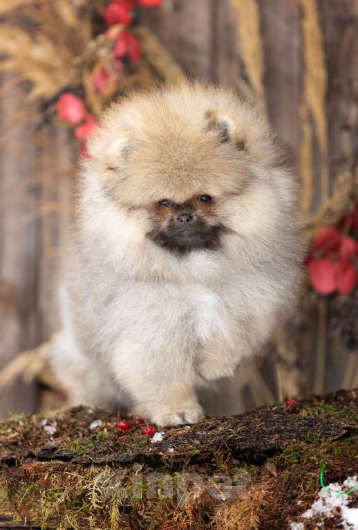 Собаки в Лобне: Красотка Девочка, 70 000 руб. - фото 4