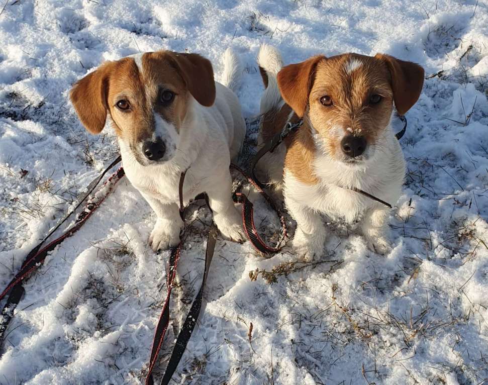 Собаки в Красноярске: Щенок джек Рассел терьер мальчик Мальчик, 18 000 руб. - фото 9