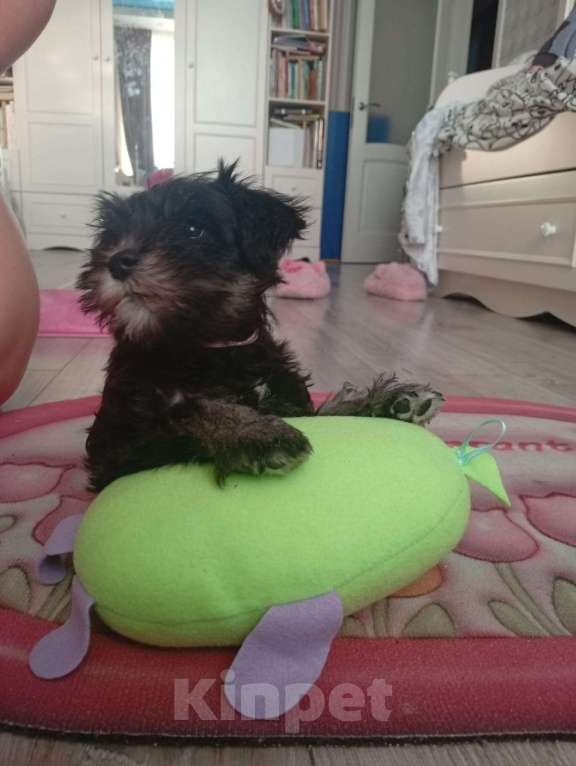 Собаки в Москве: Продам щенка Цвергшнауцера Девочка, 40 000 руб. - фото 2