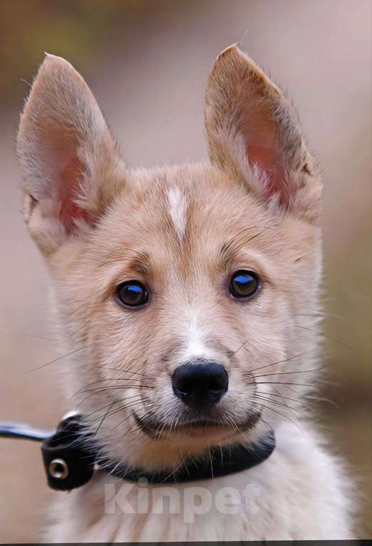 Собаки в Наро-Фоминске: Сэнди якутенок  Девочка, Бесплатно - фото 3