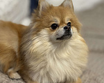 Собаки в Москве: Померанский шпиц Девочка, 35 000 руб. - фото 2