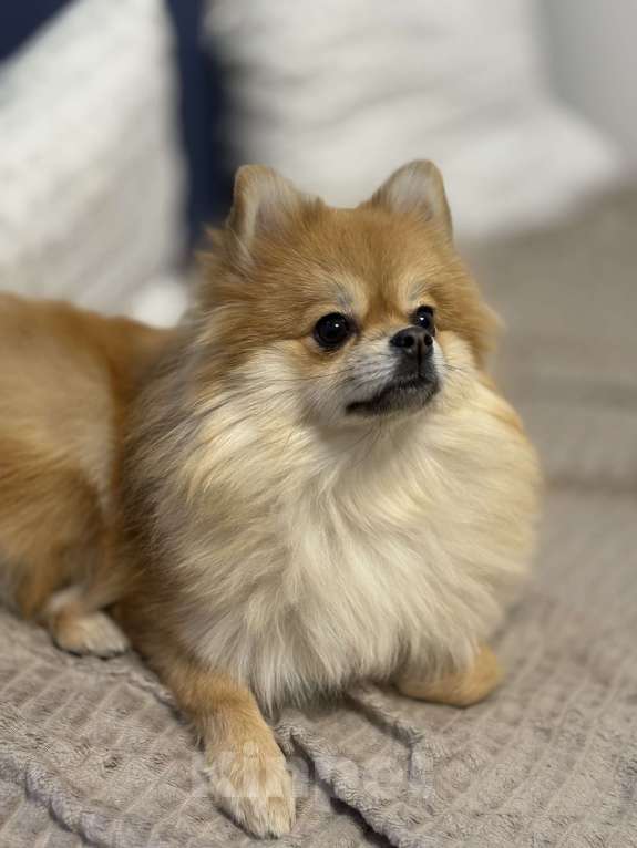 Собаки в Москве: Померанский шпиц Девочка, 35 000 руб. - фото 2