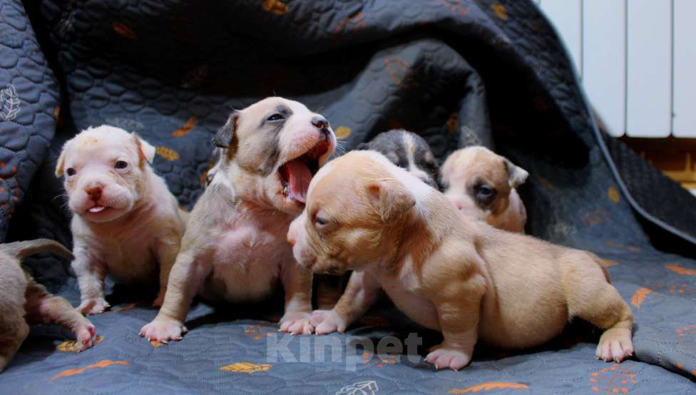 Собаки в Москве: Мальчики и девочки американский булли Разнополые, 70 000 руб. - фото 1