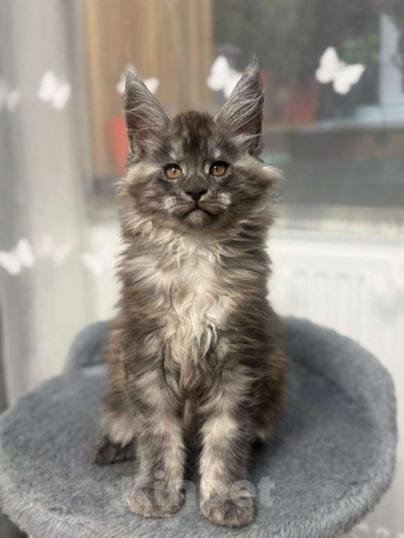 Кошки в Череповце: Чистопородный Мейн Кун Мальчик, 45 000 руб. - фото 3