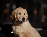 Собаки в Москве: Золотистый ретривер  Мальчик, 90 000 руб. - фото 3