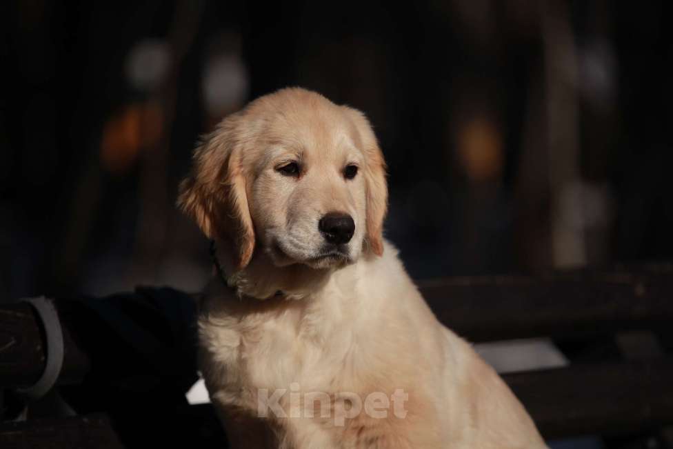 Собаки в Москве: Золотистый ретривер  Мальчик, 90 000 руб. - фото 3