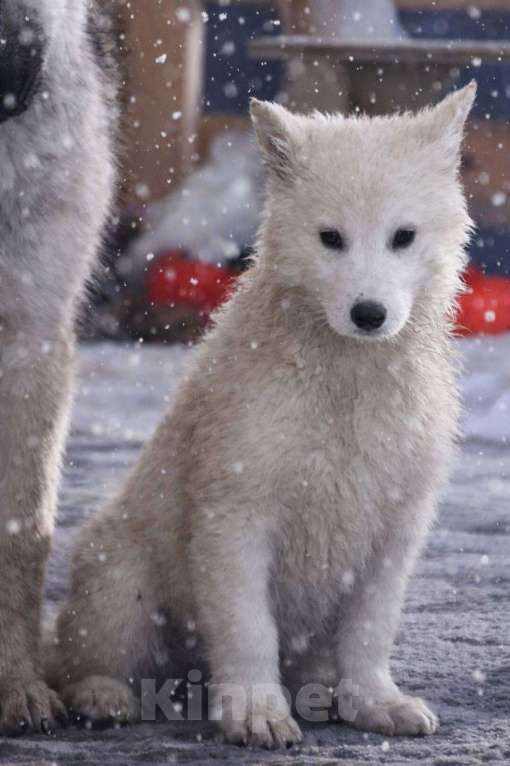 Собаки в Лосином-Петровском: КрИсталл якутенок ппбж Девочка, Бесплатно - фото 1