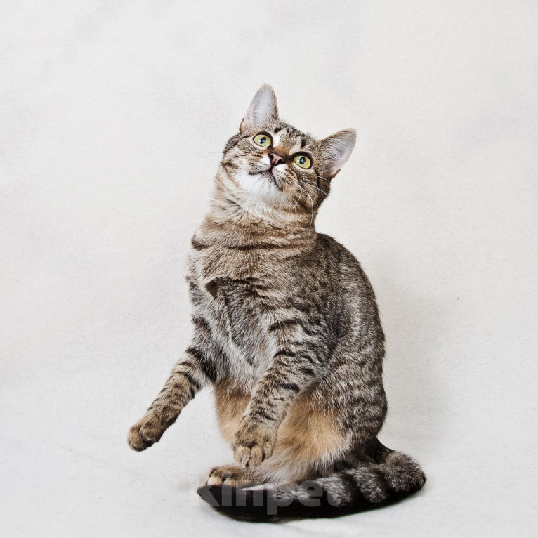 Кошки в Москве: Котенок Антоновка ищет дом Девочка, Бесплатно - фото 9