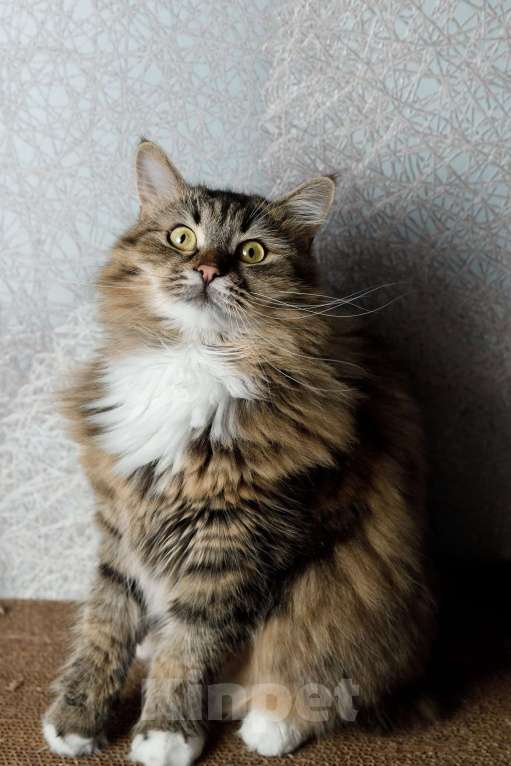 Кошки в Москве: Сибирская кошка-красавица Алиса в дар Девочка, 1 руб. - фото 2