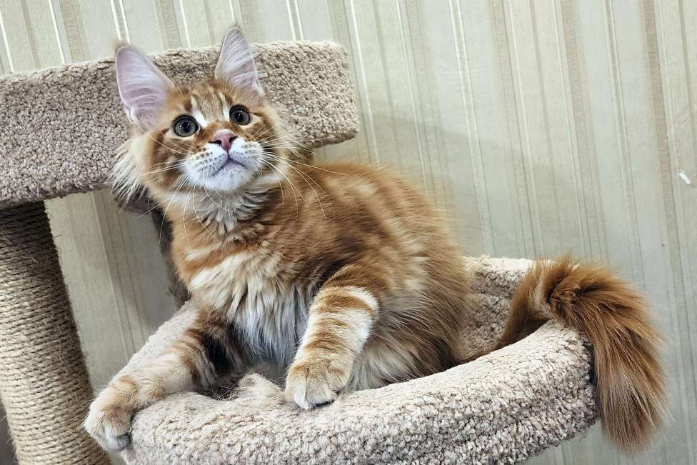 Кошки в Санкт-Петербурге: Котёнок мейн кун из питомника Fiery Friend Мальчик, 70 000 руб. - фото 5