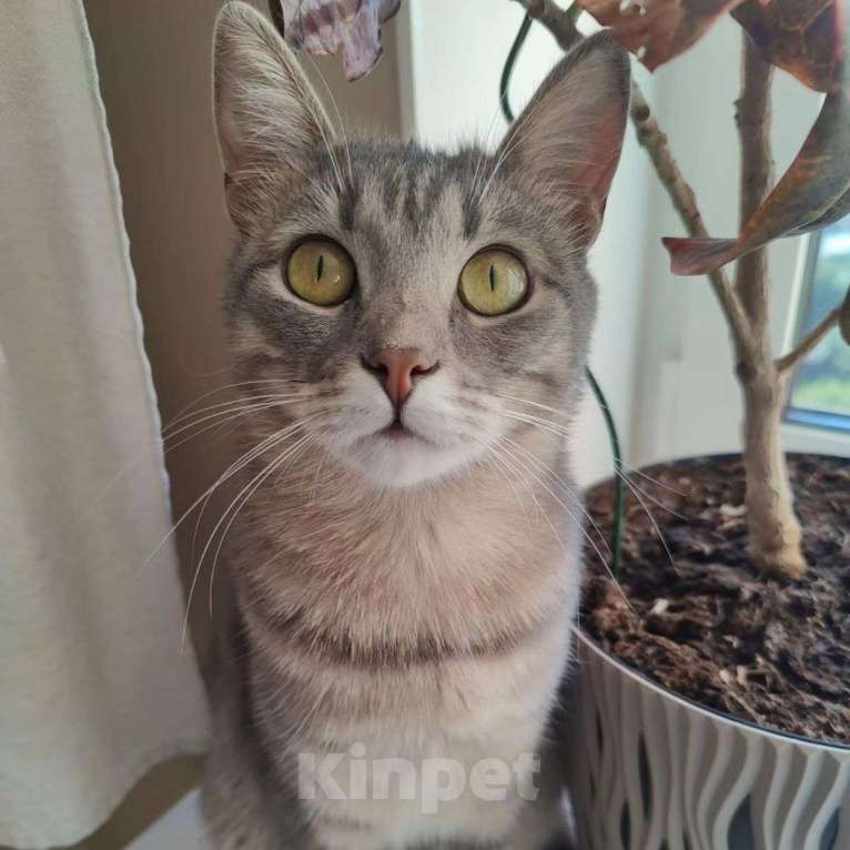 Кошки в Москве: Крошечная испуганная кошечка Девочка, Бесплатно - фото 3