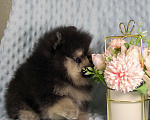Собаки в Москве: Померанский шпиц Мальчик, 80 000 руб. - фото 3