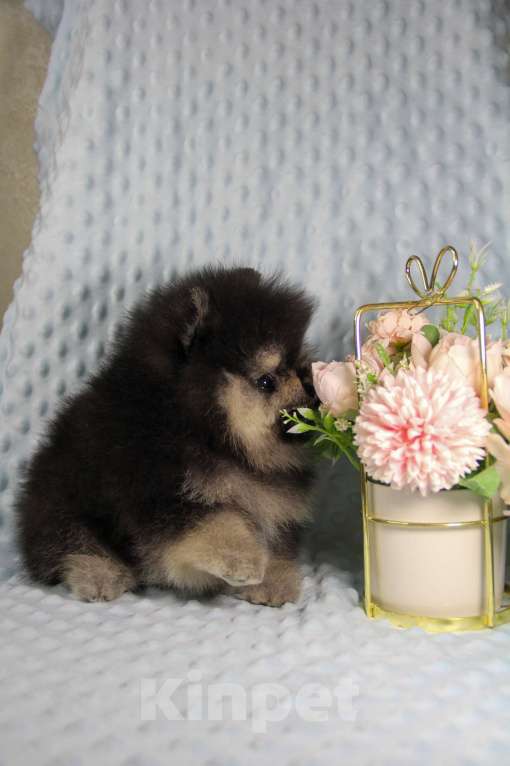 Собаки в Москве: Померанский шпиц Мальчик, 80 000 руб. - фото 3