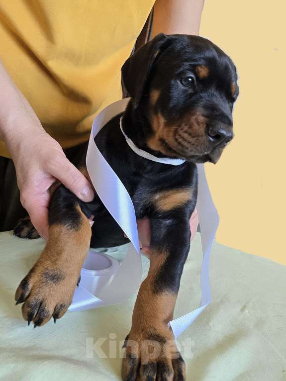 Собаки в Москве: Добермана щенки Девочка, 80 000 руб. - фото 3