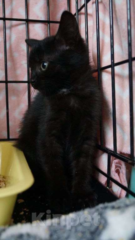 Кошки в Москве: Мисти подбросили к Храму Девочка, Бесплатно - фото 7