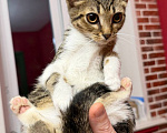 Кошки в Москве: Котёнок Масяня ищет дом Девочка, Бесплатно - фото 2