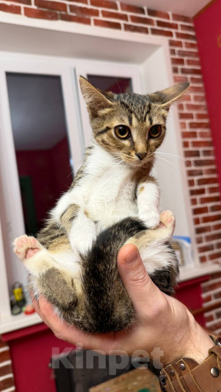 Кошки в Москве: Котёнок Масяня ищет дом Девочка, Бесплатно - фото 2