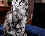 Кошки в Москве: Мейн Кун котята Мальчик, 35 000 руб. - фото 4