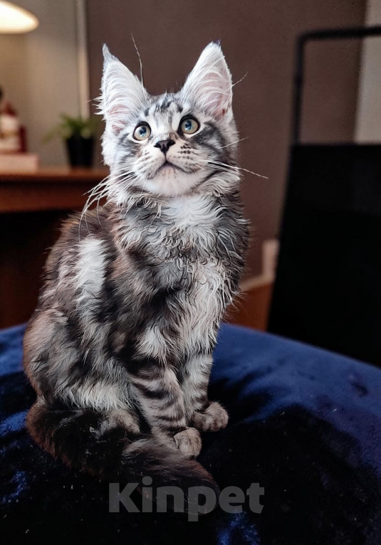 Кошки в Москве: Мейн Кун котята Мальчик, 35 000 руб. - фото 4