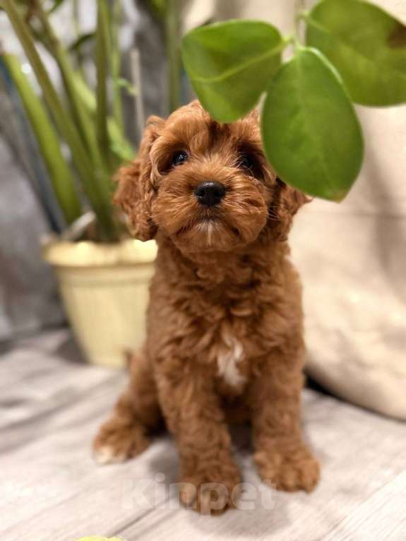 Собаки в Москве: Шикарная девочка кавапу Девочка, Бесплатно - фото 4