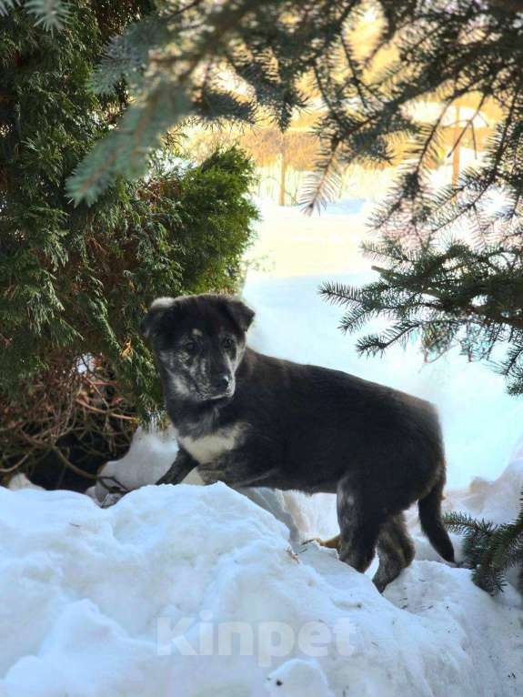 Собаки в Москве: Малышка-вундеркинд ищет дом! Девочка, Бесплатно - фото 5