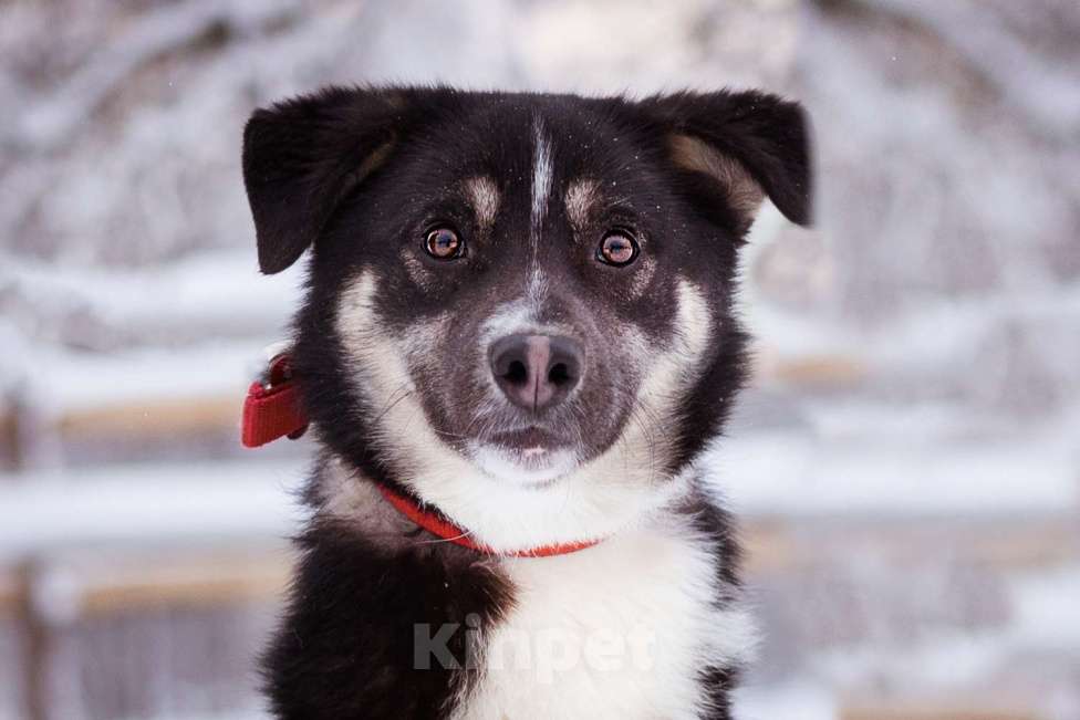 Собаки в Москве: Лада, 1 год в добрые руки Девочка, Бесплатно - фото 8