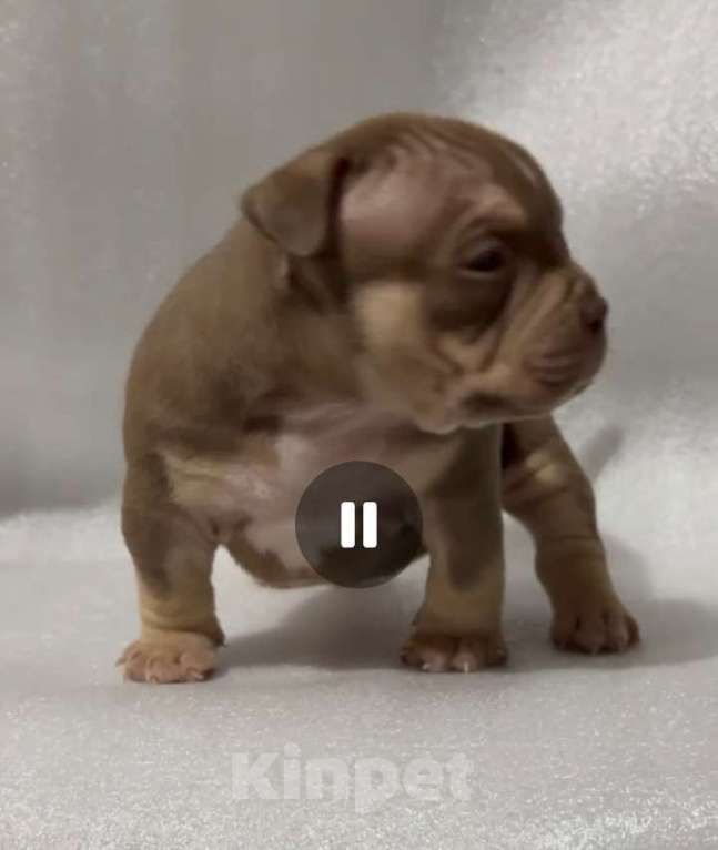 Собаки в Санкт-Петербурге: щенки американский булли Мальчик, Бесплатно - фото 1