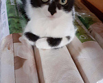 Кошки в Мураше: Котята, 199 руб. - фото 2