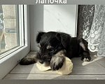 Собаки в Первоуральске: Обаятельная девчушка Девочка, 40 000 руб. - фото 3
