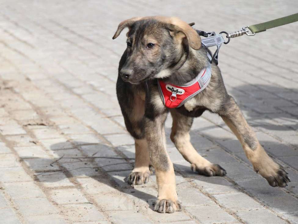 Собаки в Санкт-Петербурге: Удивительный щенок с умными глазами Мальчик, Бесплатно - фото 7