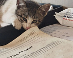 Кошки в Великом Луке: Котёнок в добрые руки Девочка, Бесплатно - фото 1