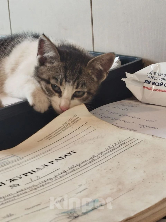 Кошки в Великом Луке: Котёнок в добрые руки Девочка, Бесплатно - фото 1
