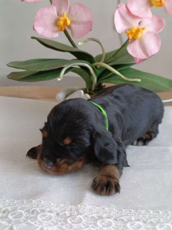 Собаки в Москве: Русский охотничий спаниель мальчик Мальчик, 50 000 руб. - фото 5