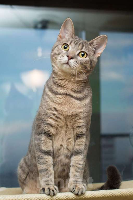 Кошки в Москве: Красавец серо-голубой котик-подросток Костя в добрые руки Мальчик, 1 руб. - фото 4