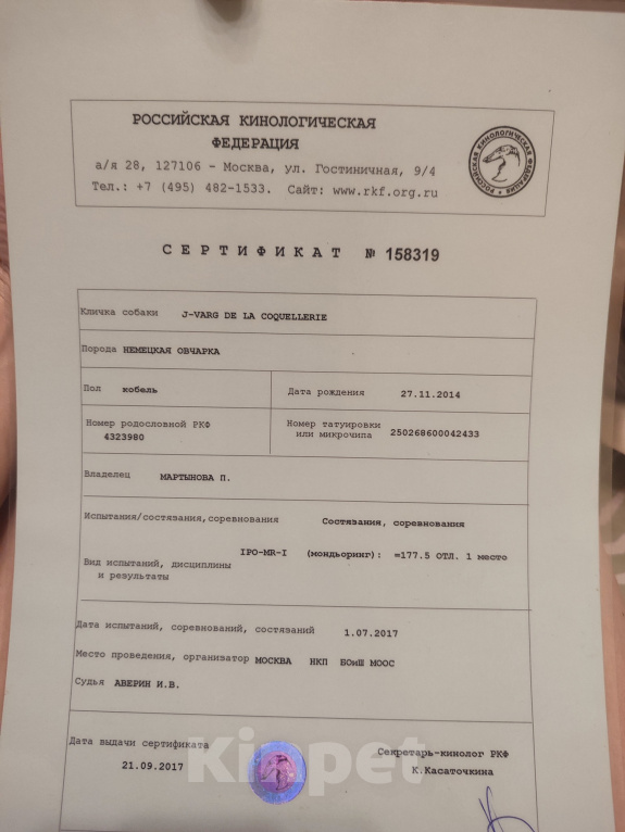 Собаки в Орле: Щенок немецкой овчарки Мальчик, 50 000 руб. - фото 9