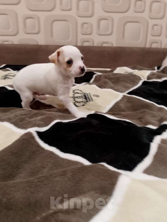 Собаки в Хабаровске: Продам щенков русского той терьера  Мальчик, 20 000 руб. - фото 5