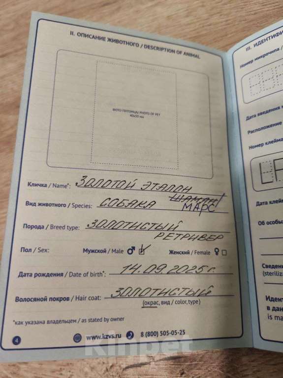 Собаки в других городах Московской области: Щенок золотистый ретривер  Мальчик, 80 000 руб. - фото 2