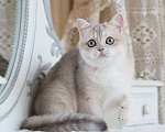 Кошки в Москве: Британская девочка Аура Девочка, 100 000 руб. - фото 3