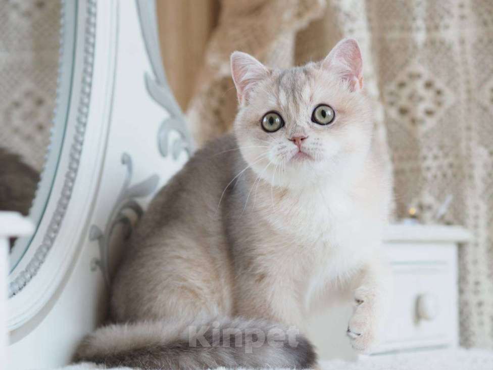 Кошки в Москве: Британская девочка Аура Девочка, 100 000 руб. - фото 3