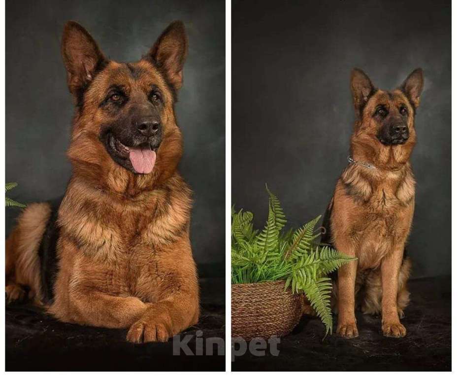 Собаки в Находке: Длинношёрстный щенок готов к продаже  Мальчик, Бесплатно - фото 5