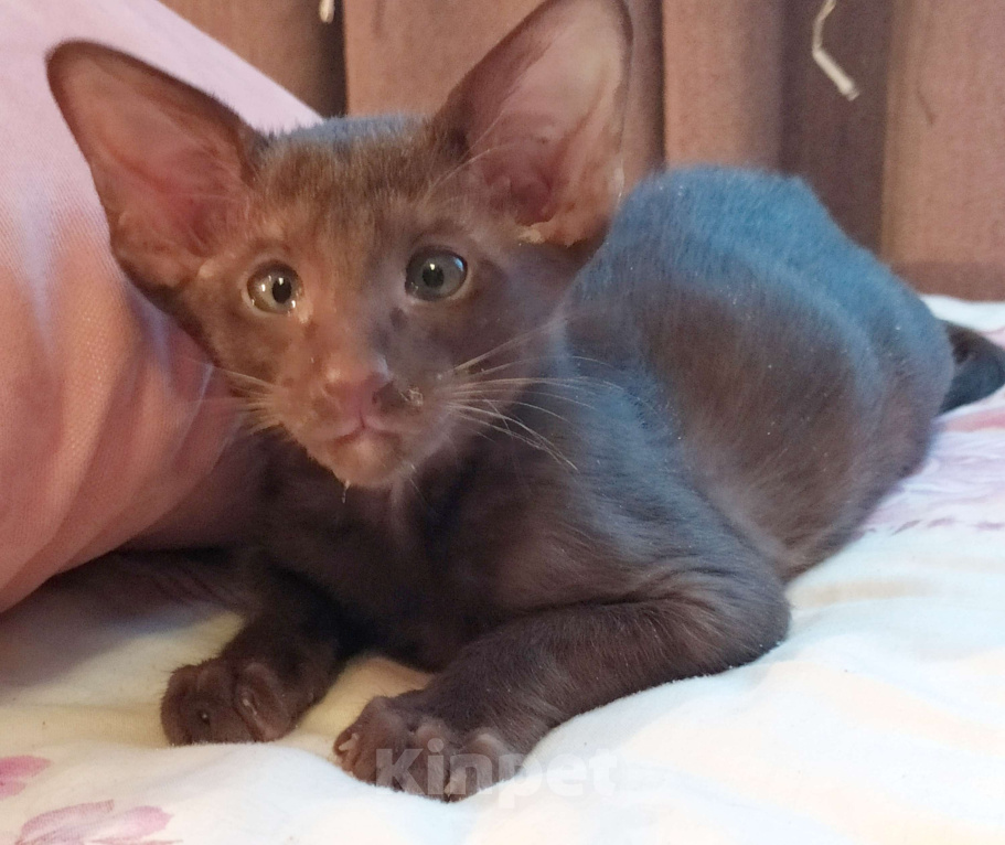 Кошки в Санкт-Петербурге: Ориентальные котёнок котик коричневый Мальчик, 35 000 руб. - фото 1